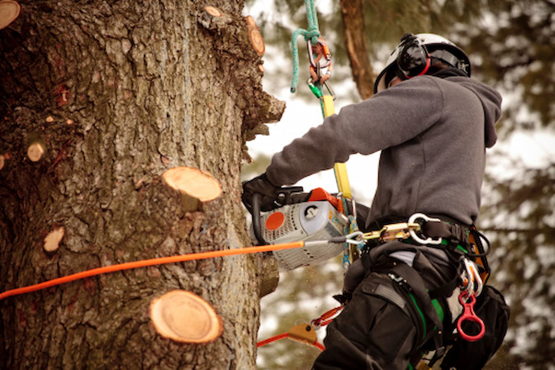 Tree Surgeons